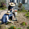 屋上庭園で花植え
